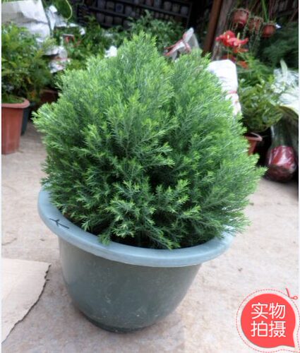 重庆花卉雾松办公室桌面小植物室内盆栽观叶绿植美观趣味盆景同城