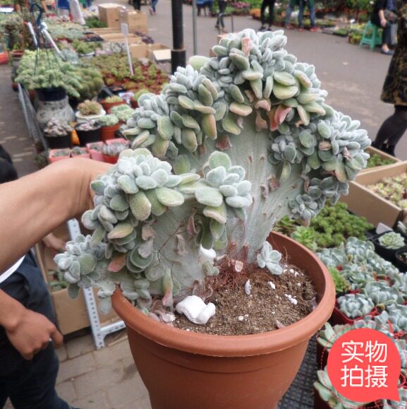 重庆同城花卉多肉组合小盆栽办公室桌面美观植物观赏盆景绿植派送