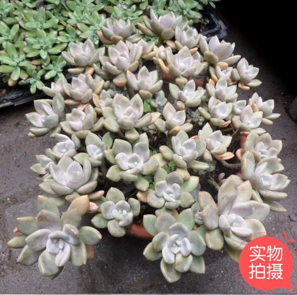 多肉盆栽观赏植物办公室阳台客厅桌面盆景重庆同城肉肉美观趣味