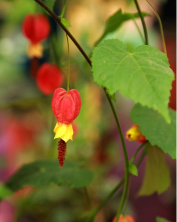 重庆同城花卉灯笼花大植物爬藤盆栽阳台庭院楼顶观叶花园绿植盆景