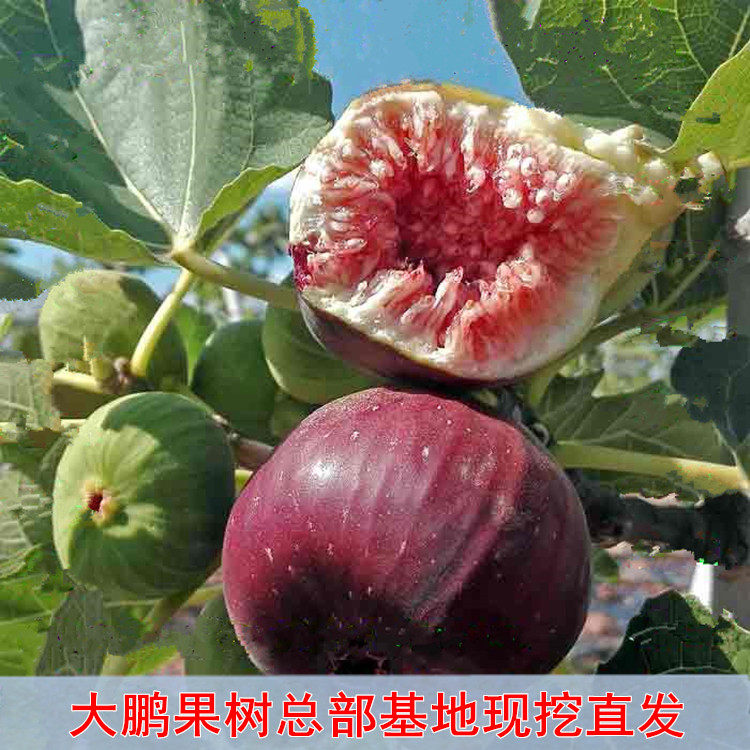 正宗台湾波姬红无花果苗盆栽无花果树苗南北方种植果树苗当年结果|ruв категории доставка цветов/цветок моделирования/растения садоводства, садовое растение/даосское дерево/фруктовых деревьев, фруктовых деревьев - от Buy2taobao.com для оказания профессиональной услуги покупки агента Taobao
