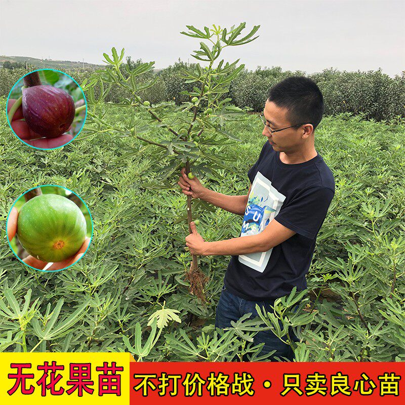 波姬红青皮红心无花果树苗盆栽地栽南北方种植无花果苗当年结果在类目 鲜花速递/花卉仿真/绿植园艺, 花园植物/行道树/果树, 果树中 - 来自Buy2taobao.com提供专业的淘宝代购服务