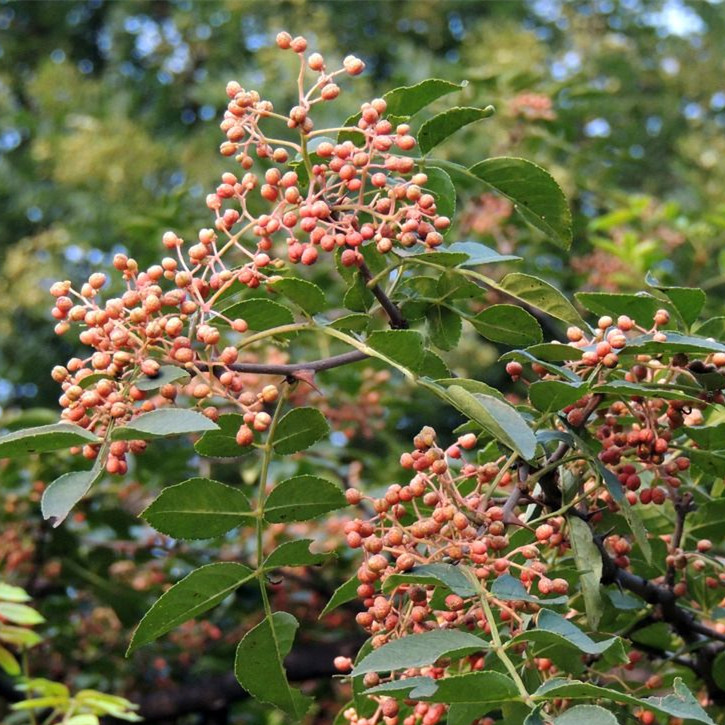 花椒苗核桃苗无花果苗柚子苗榴莲苗布福娜果枣树苗南方室外户外在类目 鲜花速递/花卉仿真/绿植园艺, 花园植物/行道树/果树, 果树中 - 来自Buy2taobao.com提供专业的淘宝代购服务