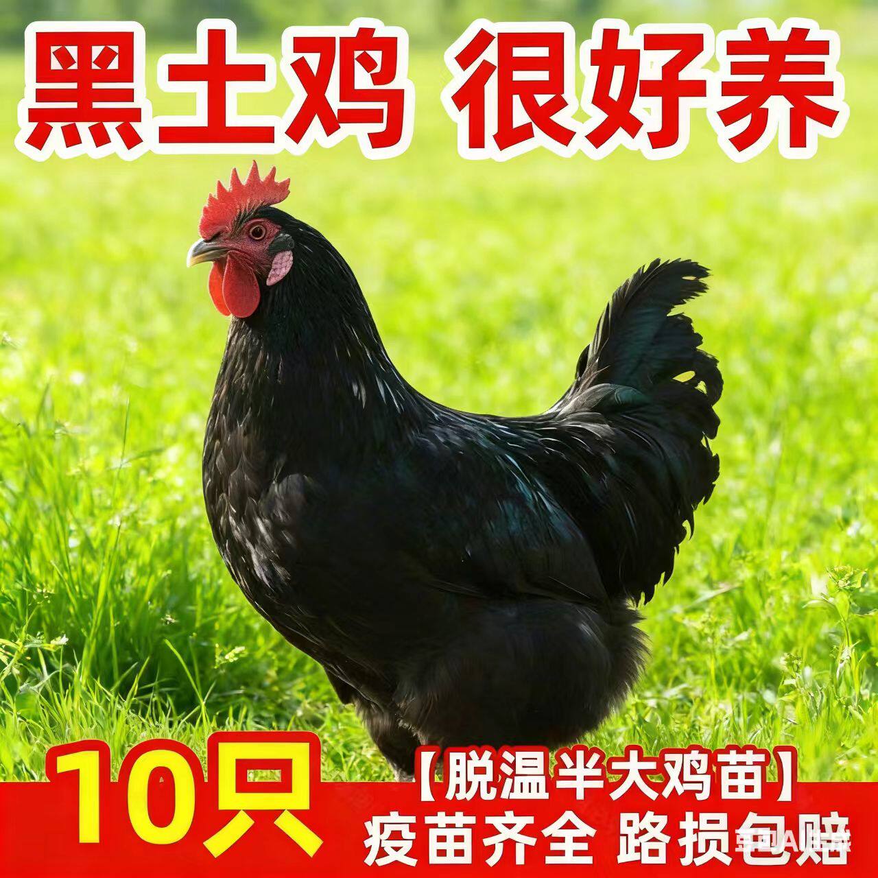 一斤黑凤土鸡活苗产蛋鸡苗包邮