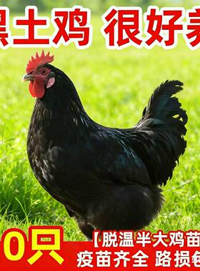 一斤黑凤土鸡活苗产蛋鸡苗包邮