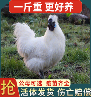 纯种1斤乌鸡苗乌鸡活苗乌骨鸡活苗白凤鸡泰和乌鸡脱温苗小鸡活苗