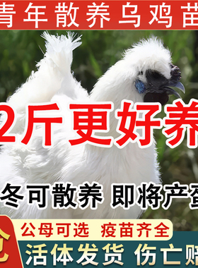 散养纯种2斤乌鸡活苗乌骨鸡活苗白凤泰和乌鸡脱温苗小鸡活苗包邮