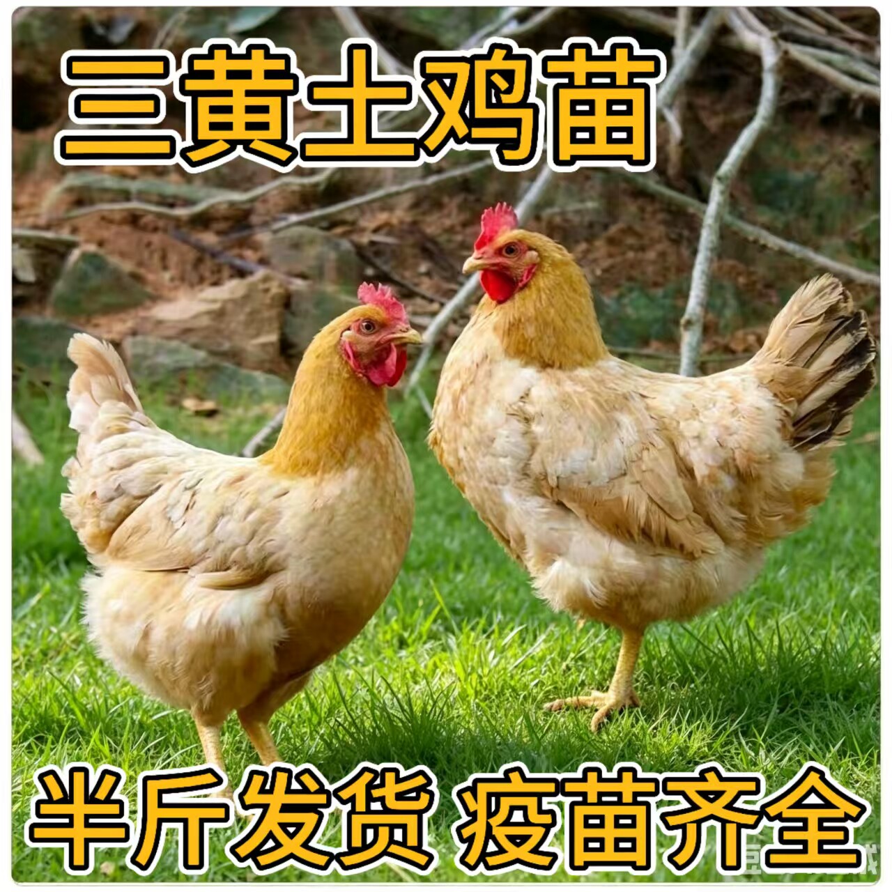 纯种三黄土鸡散养土鸡活苗小鸡活苗高产蛋鸡苗母鸡苗草鸡苗包邮