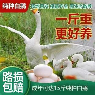 散养1斤白鹅脱温鹅苗白鹅苗四季白鹅小鹅活苗产蛋王鹅精品大白鹅