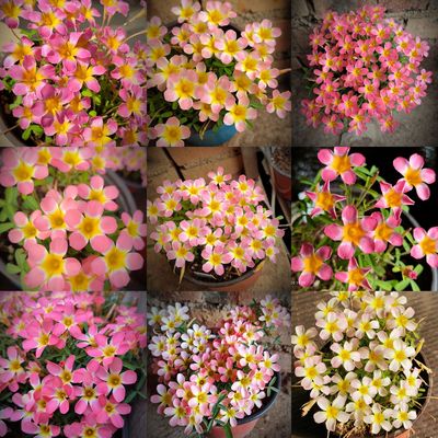 酢浆草【糖果盒子系列】早花石榴野蔷薇草莓苹果秋植种球根花卉
