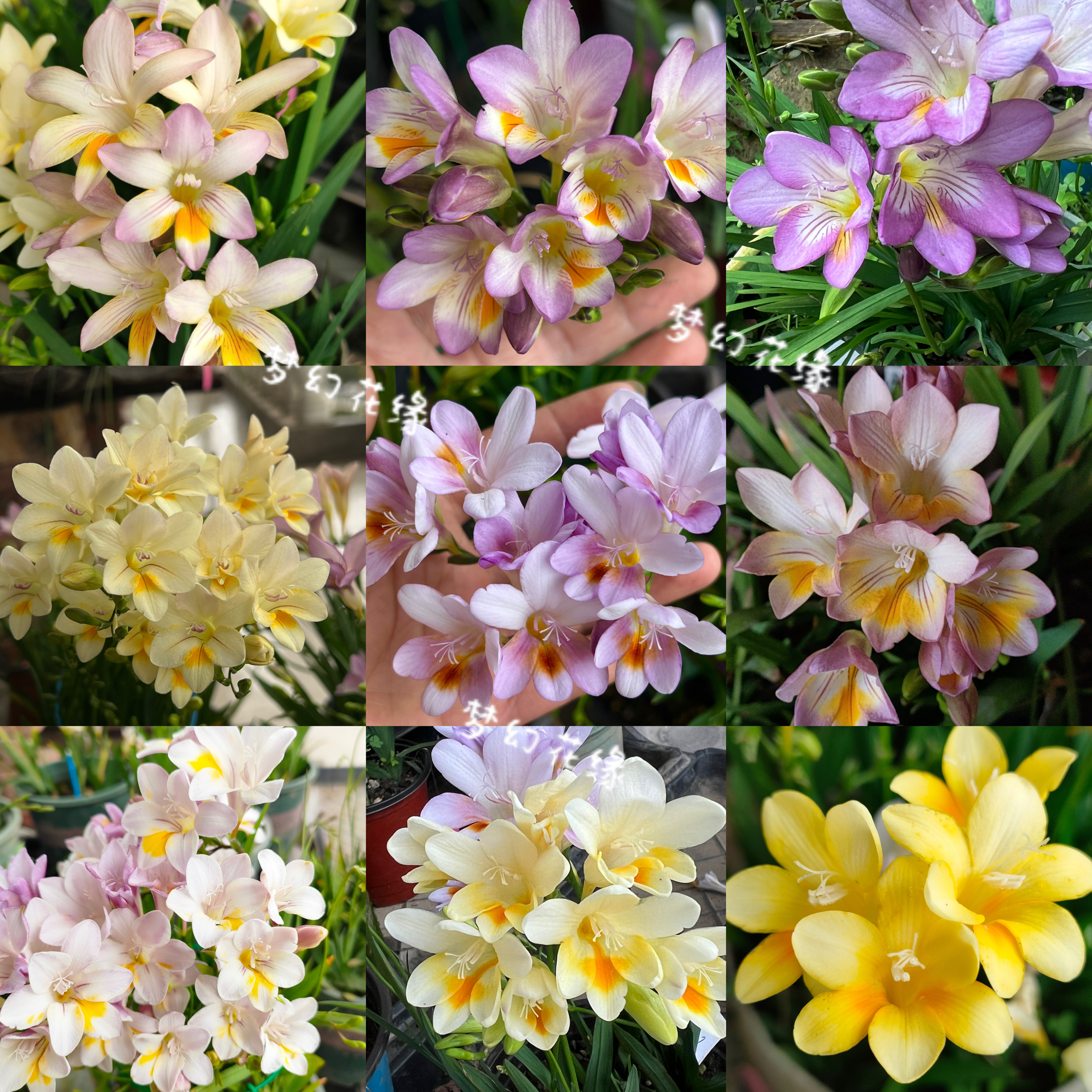 【原生小苍兰】杂交矮生浓香型阳台楼顶秋植种球根盆栽花卉绿植