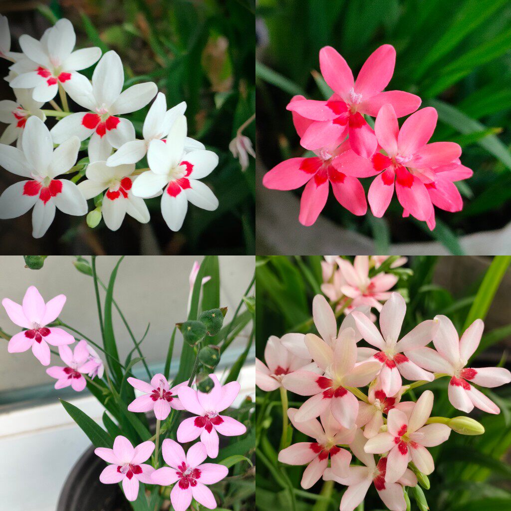 小苍兰拉培疏鸢尾原生品种白花红点紫色秋植种球根盆栽阳台耐寒草