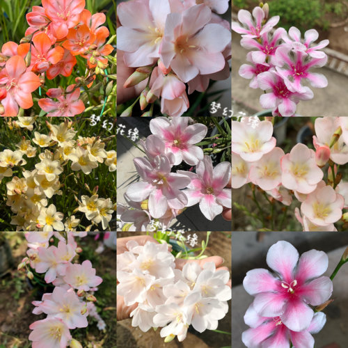 【鸢尾兰】美丽雪崩浅粉橘粉秋植种球根盆栽阳台花卉绿植