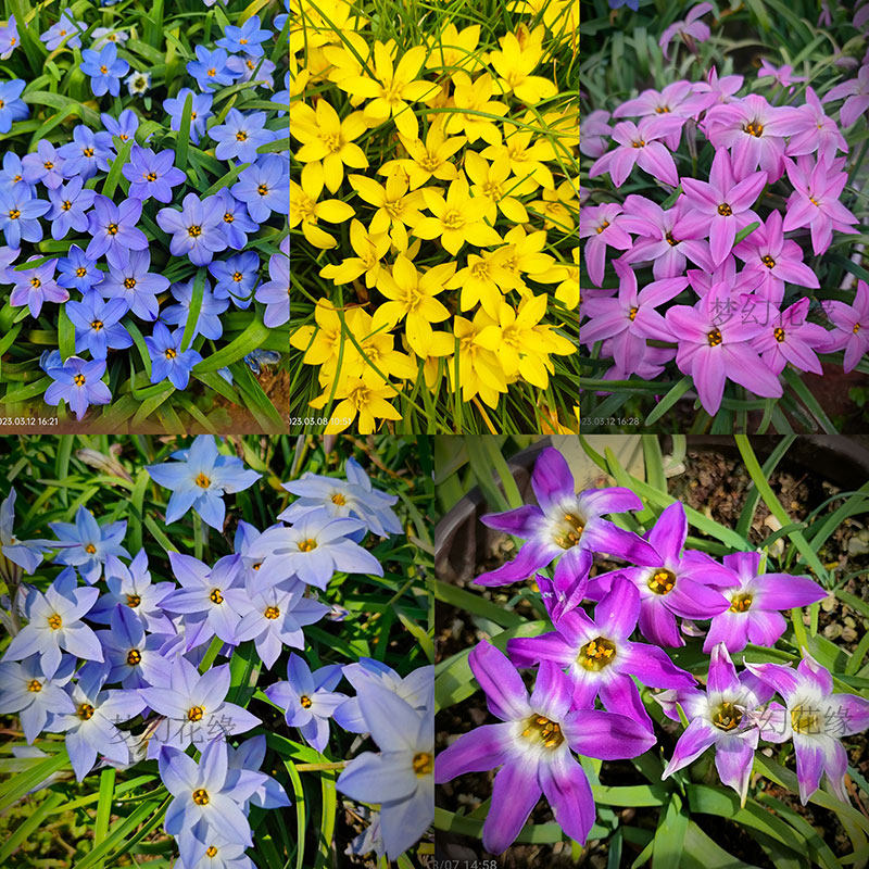 花韭种球根粉色深浅蓝紫杰西夏洛特秋植花香浓郁盆栽地栽耐寒花卉