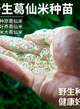 葛仙米2mm野生种苗恩施鹤峰