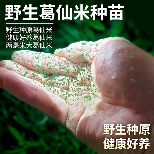 葛仙米2mm野生种苗恩施鹤峰