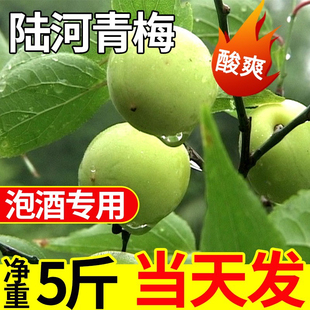 陆河青梅果新鲜高山青竹梅现摘野生泡酒酸梅子孕妇水果酵素包邮