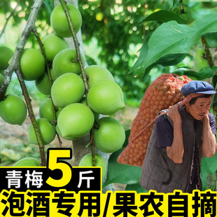 陆河青梅果新鲜高山青竹梅现摘野生泡酒酸梅子孕妇水果酵素包邮