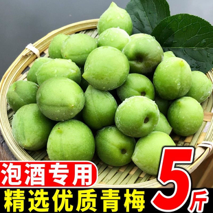 陆河青梅果新鲜高山青竹梅现摘野生泡酒酸梅子孕妇水果酵素包邮