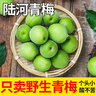 陆河青梅果新鲜高山青竹梅现摘野生泡酒酸梅子孕妇水果酵素包邮