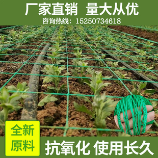 定做菊花种植网鲜切花网石斛定植方格网百合康乃馨蒜黄大葱防倒网