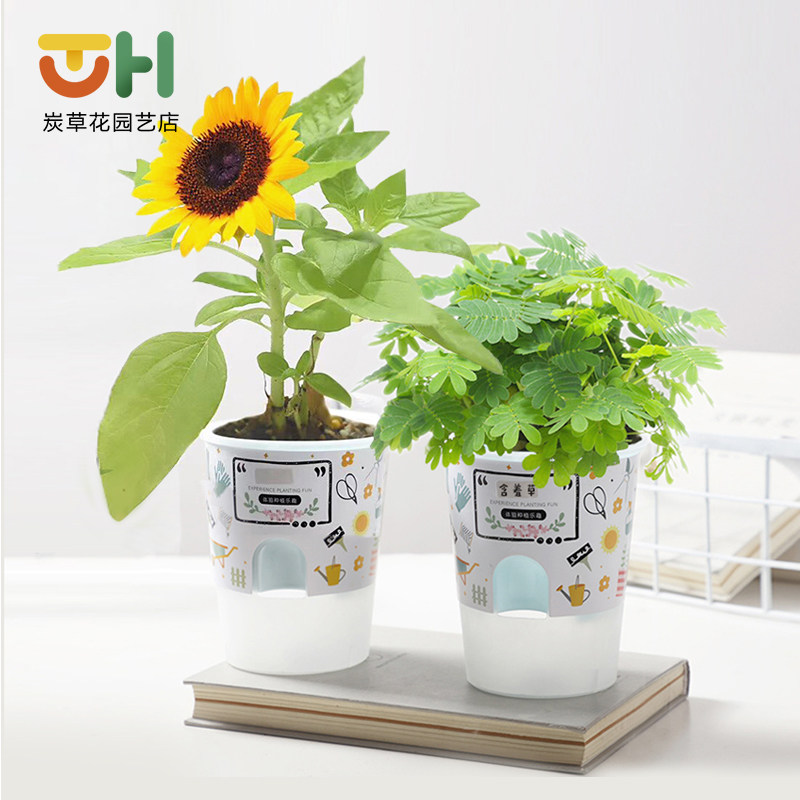 小花农价格 小花农图片 星期三