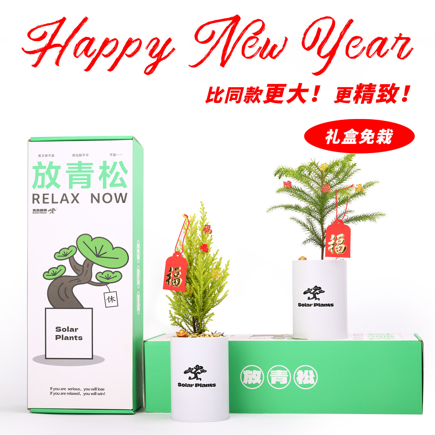 放青松绿植盆栽放轻松办公室桌面绿植盆栽女生日新年礼物光合植物