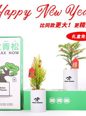 放青松绿植盆栽放轻松办公室桌面绿植盆栽女生日新年礼物光合植物