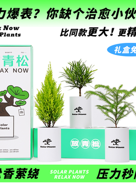 放青松绿植盆栽放轻松办公室桌面绿植盆栽女生日新年礼物光合植物