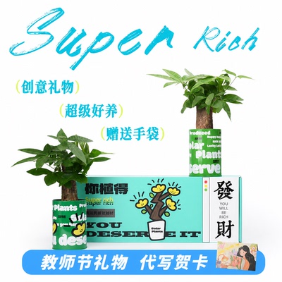发财树盆栽植物礼盒小盆栽绿植