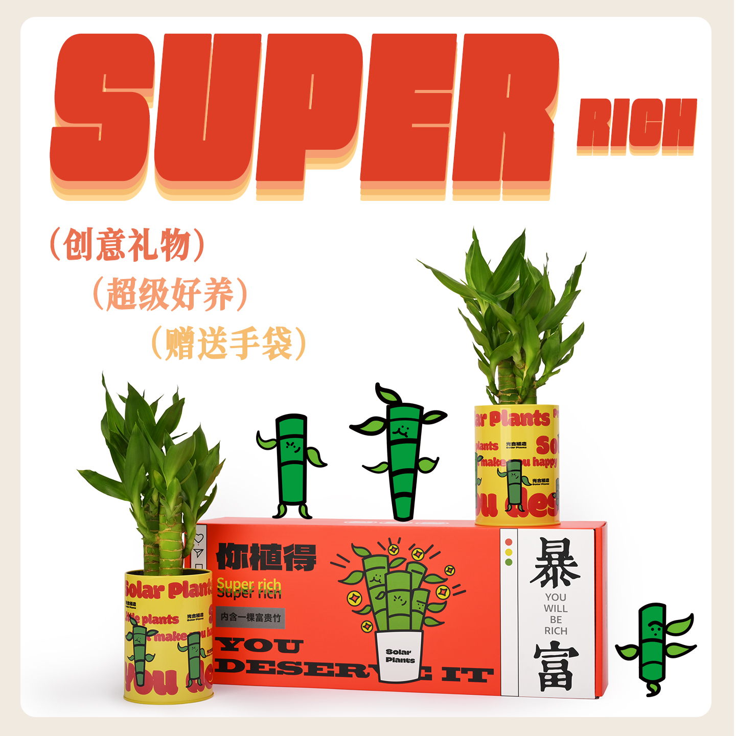 富贵竹创意盆栽礼盒新年礼物绿植