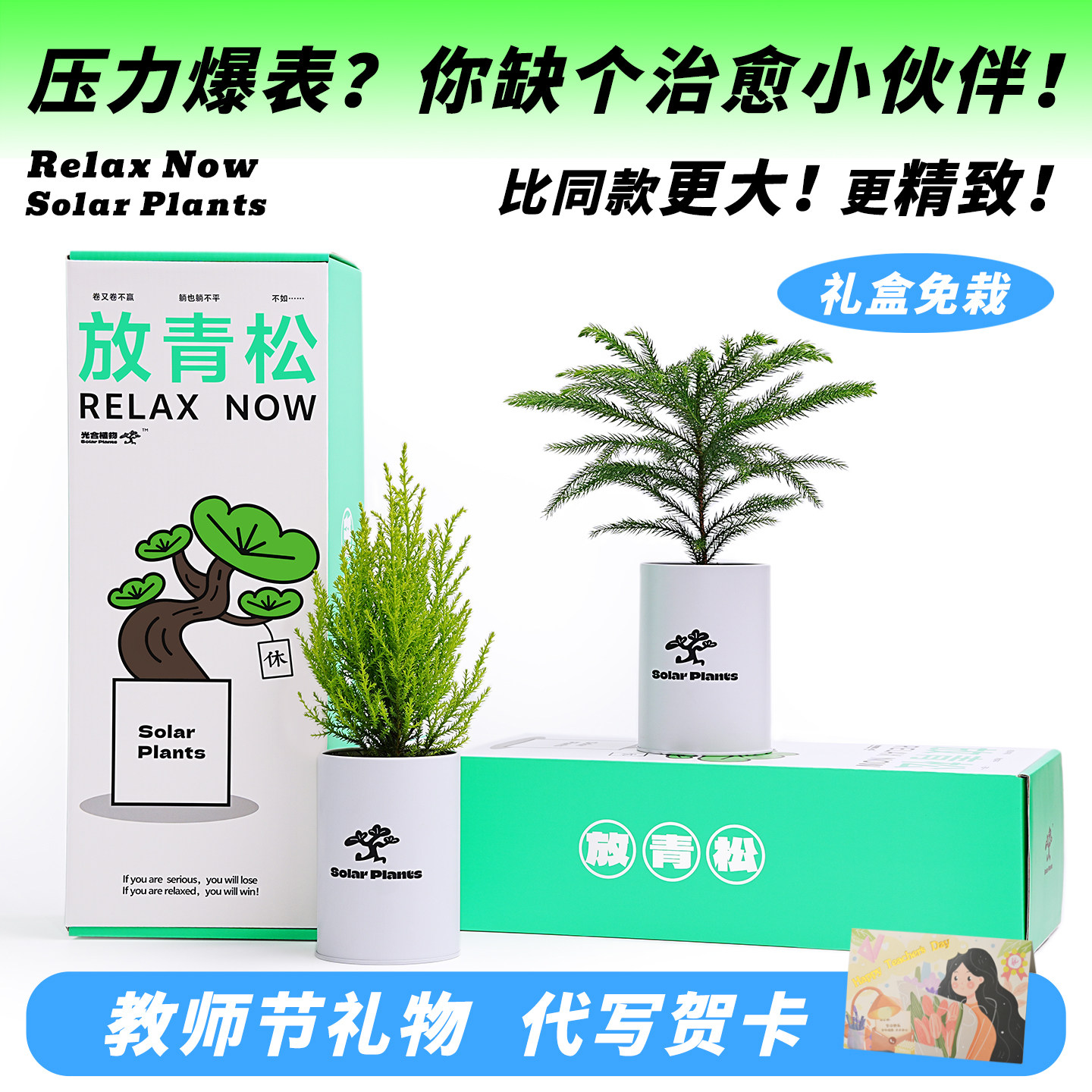 更大礼盒放青松情绪稳定工位绿植