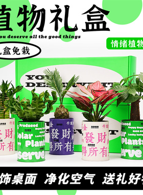 光合植物发财树办公室桌面绿植工位盆栽女生生日离职礼物植物礼盒