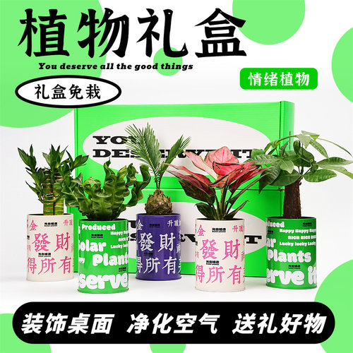 光合植物情绪植物礼盒发财树