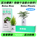 放青松绿植更大情绪稳定放轻松办公室桌面绿植小盆栽光合植物礼物