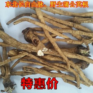 长白山野生蒲公英根 蒲公英茶古古丁尿床草 婆婆丁根 500克包邮