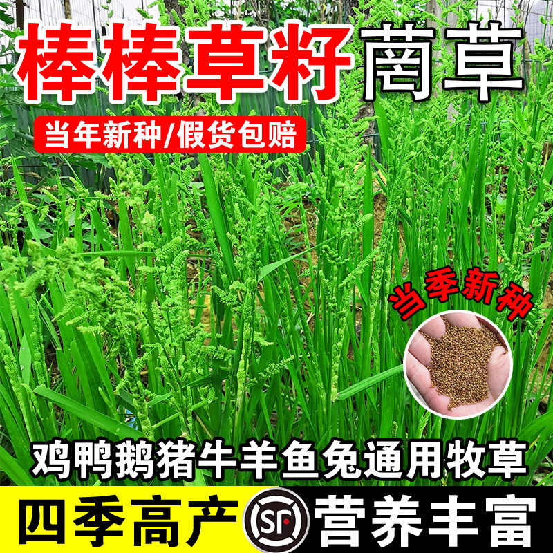 棒棒草籽小龙虾养殖水草种子耐寒耐涝畜牧养殖鱼虾蟹高蛋白牧草