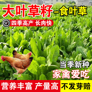 大叶草籽专用草种高丹草籽四季牧草鱼草种籽玉米种植高粱高产