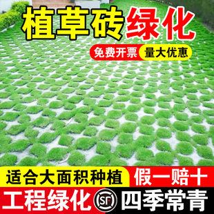 植草砖绿化四季常青耐践踏公园民宿绿化免修剪草坪草籽多年生