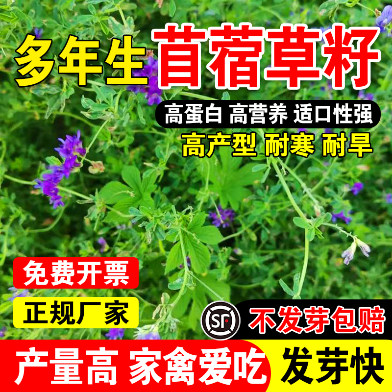 苜蓿草籽四季免鱼草籽