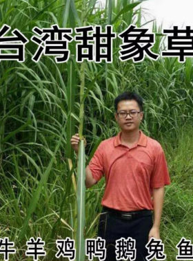 甜象草种子牧草种子南方北方多年生四季高产猪牛羊鸡鸭鹅鱼兔草籽