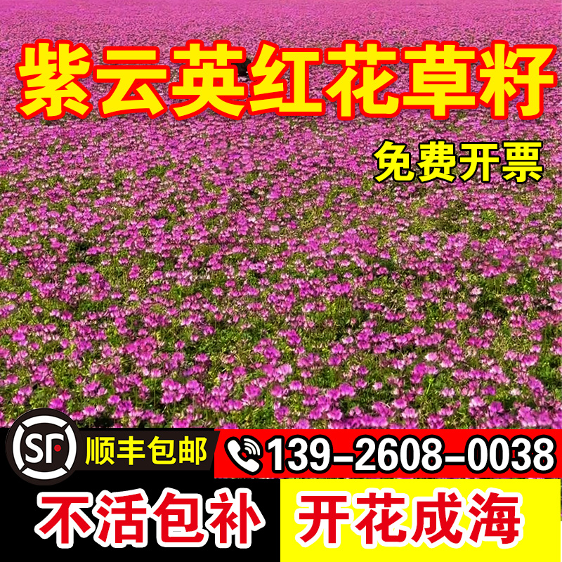 紫云英红花草籽护坡固土耐热耐旱边坡绿化工程带壳脱壳草坪草种子