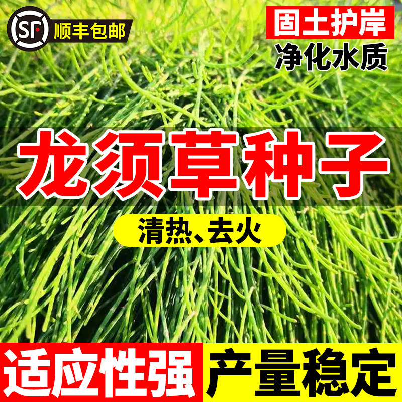 灯芯草种子水灯心野席草龙须草种子草籽龙须花草种子草花籽图片