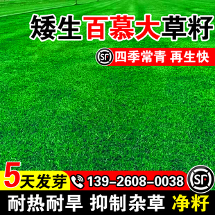 矮生百慕大草籽免修剪四季常青别墅庭院绿耐踩化耐寒耐旱草皮种子