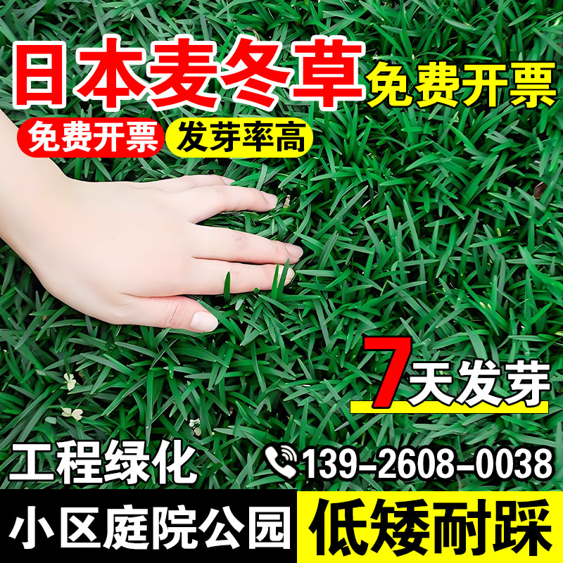 日本麦冬草四季常青玉龙草种籽