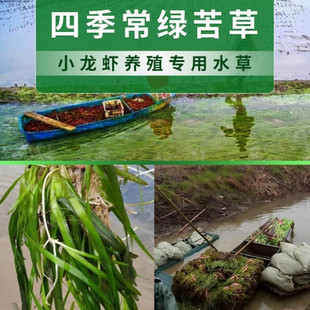 鱼塘水草种子苦草水花生伊乐藻轮叶黑藻种子小龙虾鱼蟹养殖水草籽
