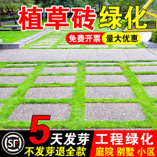 植草砖绿化四季常青民宿露营绿化工程草坪种子耐践踏草皮种籽