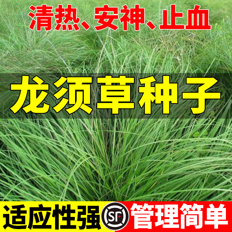 灯芯草种子水灯心野席草龙须草种子草籽龙须花草种子草花籽图片