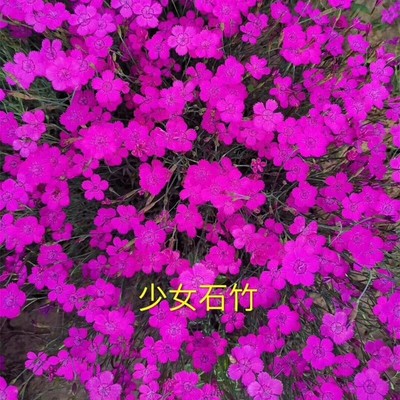 欧石竹初吻花种五彩石竹花种籽少女石竹种子常夏石竹美国石竹种孑