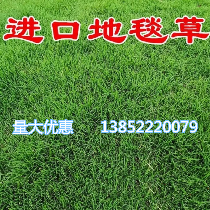 进口地毯草种籽免修剪高档别墅专用绿化草坪种子冬季草籽四季常青